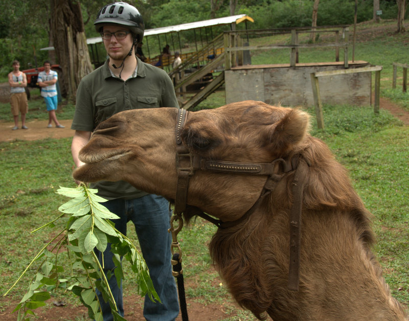 Cindy the camel wanted nothing more than to chomp leaves all day. 